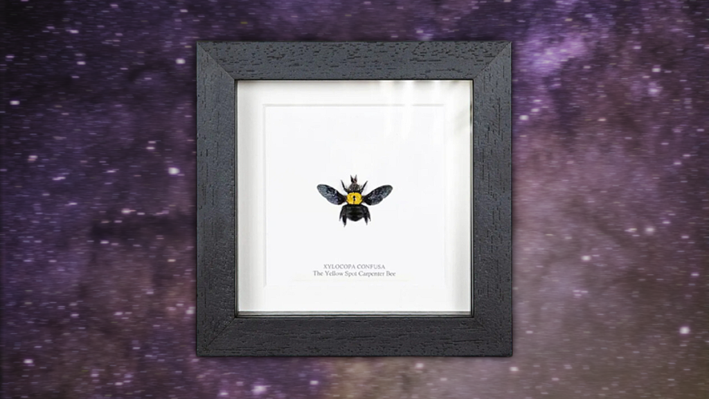 Yellow Spot Carpenter Bee in Box Frame